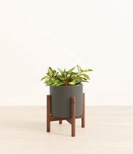 Load image into Gallery viewer, Dark Olive stand:walnut
