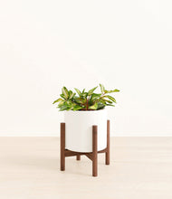 Load image into Gallery viewer, White stand:walnut
