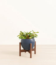 Load image into Gallery viewer, Deep Navy stand:walnut
