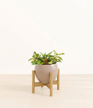 Load image into Gallery viewer, Desert Brown stand:bamboo

