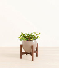 Load image into Gallery viewer, Desert Brown stand:walnut
