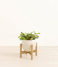 Load image into Gallery viewer, Shiny EggWhite stand:bamboo

