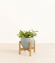 Load image into Gallery viewer, Deep Ocean stand:bamboo
