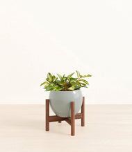 Load image into Gallery viewer, Deep Ocean stand:walnut
