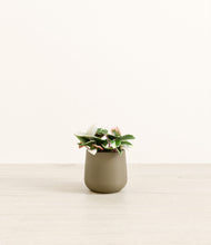 Load image into Gallery viewer, Olive*****Profile
