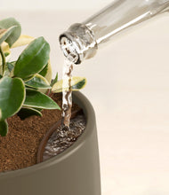 Load image into Gallery viewer, Olive stand:all
