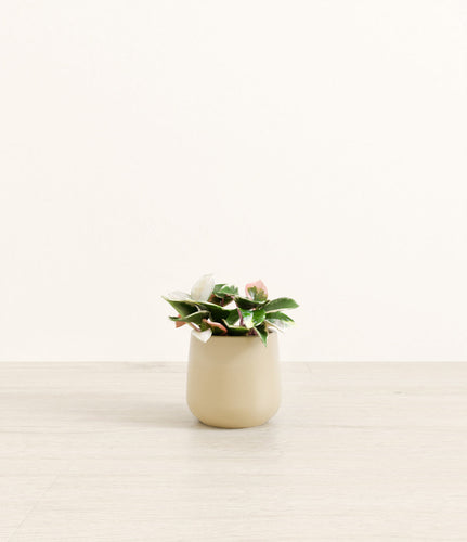 Almond Green*****Profile