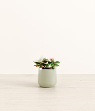 Load image into Gallery viewer, Turquoise*****Profile
