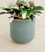 Load image into Gallery viewer, Reactive Aqua stand:all
