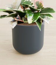 Load image into Gallery viewer, Iron Gray stand:all
