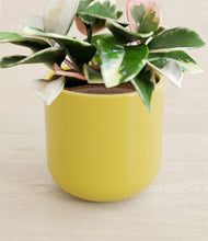 Load image into Gallery viewer, Key Lime Yellow stand:all
