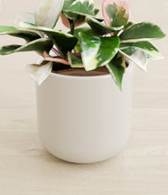 Load image into Gallery viewer, Cotton White stand:all
