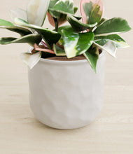 Load image into Gallery viewer, Hammered Ivory stand:all
