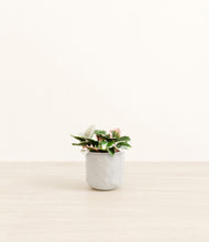 Load image into Gallery viewer, Hammered Ivory*****Profile
