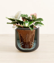 Load image into Gallery viewer, Stone Black stand:all
