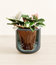 Load image into Gallery viewer, Iron Gray stand:all
