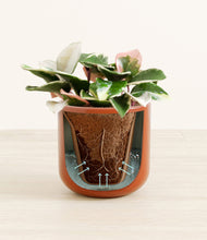 Load image into Gallery viewer, Glossy Red stand:all
