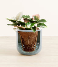 Load image into Gallery viewer, Misty Blue stand:all
