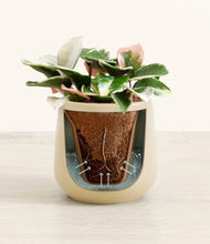 Load image into Gallery viewer, Almond Green stand:all
