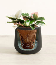 Load image into Gallery viewer, Black stand:all
