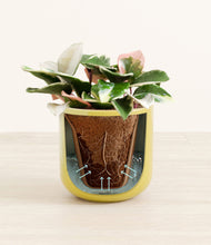 Load image into Gallery viewer, Key Lime Yellow stand:all
