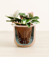 Load image into Gallery viewer, Glossy Pink stand:all
