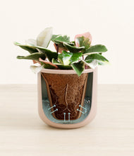 Load image into Gallery viewer, Sandy Pink stand:all
