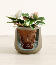 Load image into Gallery viewer, Olive stand:all
