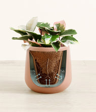 Load image into Gallery viewer, Calm Rose stand:all
