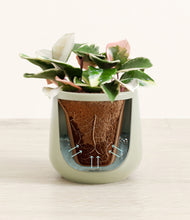 Load image into Gallery viewer, Turquoise stand:all
