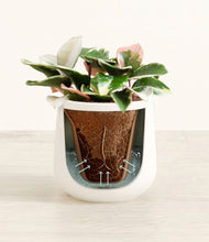 Load image into Gallery viewer, White stand:all
