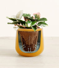 Load image into Gallery viewer, Mustard stand:all
