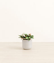 Load image into Gallery viewer, Snowdrift White*****Profile
