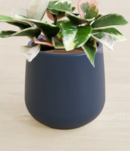 Load image into Gallery viewer, Deep Navy stand:all
