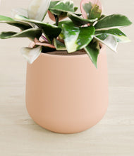 Load image into Gallery viewer, Gentle Pink stand:all
