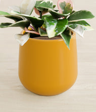 Load image into Gallery viewer, Mustard stand:all
