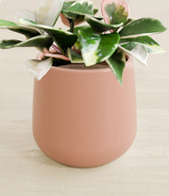 Load image into Gallery viewer, Calm Rose stand:all
