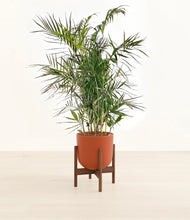 Load image into Gallery viewer, Earth Red stand:walnut
