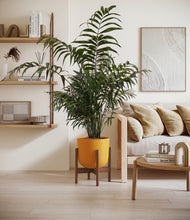 Lade das Bild in den Galerie-Viewer, Sunset Orange stand:walnut
