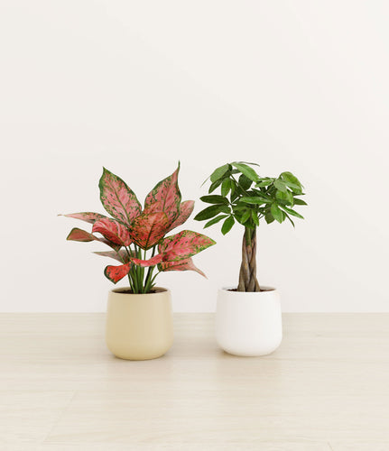 Buttercream*****Profile