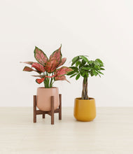 Load image into Gallery viewer, Sunset stand:one_stand
