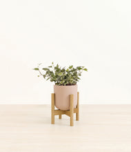 Load image into Gallery viewer, Sandy Pink stand:light
