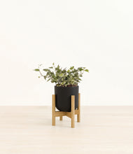 Load image into Gallery viewer, Stone Black stand:light
