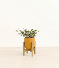 Load image into Gallery viewer, Sunset Orange stand:light
