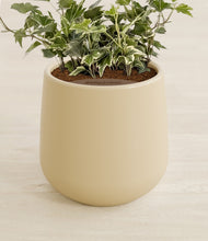 Charger l'image dans la galerie, Almond Green stand:all
