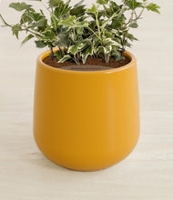 Charger l'image dans la galerie, Mustard stand:all
