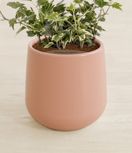 Charger l'image dans la galerie, Calm Rose stand:all
