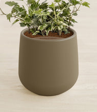 Charger l'image dans la galerie, Olive stand:all
