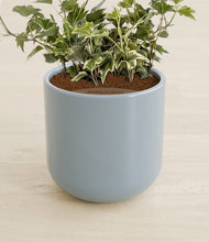 Charger l'image dans la galerie, Misty Blue stand:all
