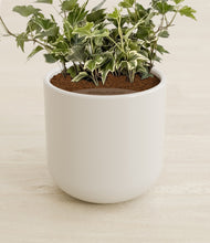 Charger l'image dans la galerie, Cotton White stand:all
